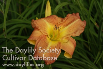 Daylily Country Holiday
